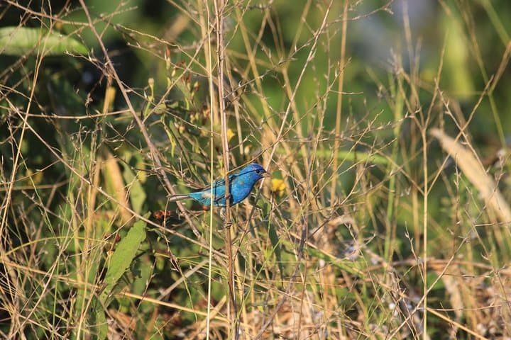 Esquipulas Rainforest Bird-Watching Tour Near Manuel Antonio photo 5