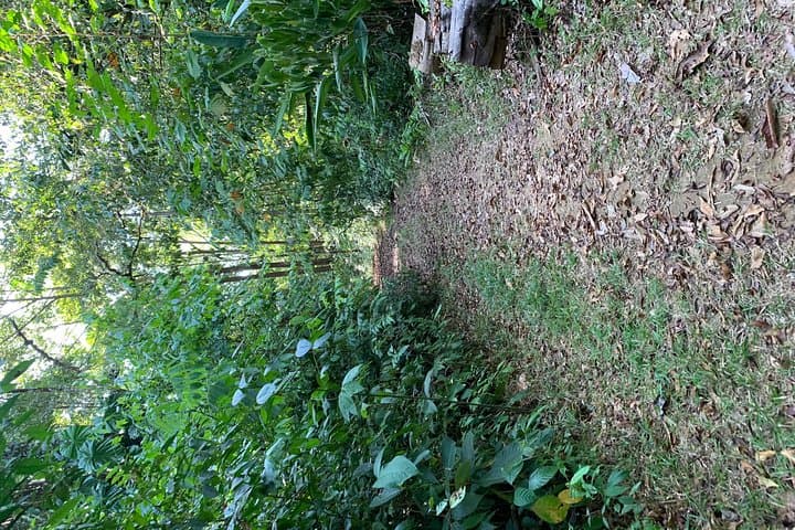 Overnight in Paraíso Verde: Corcovado Jungle Camping near Drake Bay photo 3