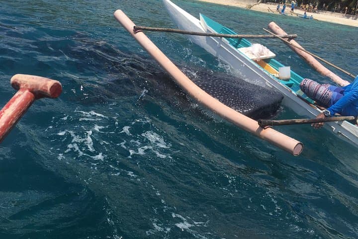 Oslob Whalesharks, Sumilon Sandbar & Aguinid Falls — Full-Day Swim and Waterfall Tour from Cebu photo 5