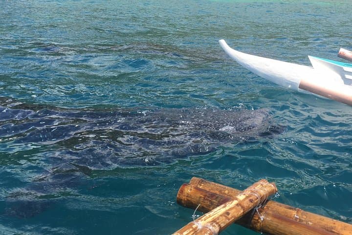 Oslob Whalesharks, Sumilon Sandbar & Aguinid Falls — Full-Day Swim and Waterfall Tour from Cebu photo 6