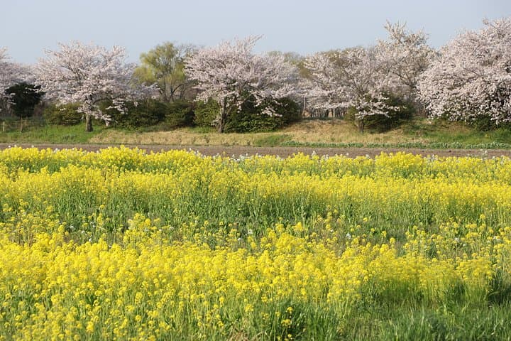 Explore Kyoto Countryside by Scooter: 5-Hour Guided Rural Loop photo 2