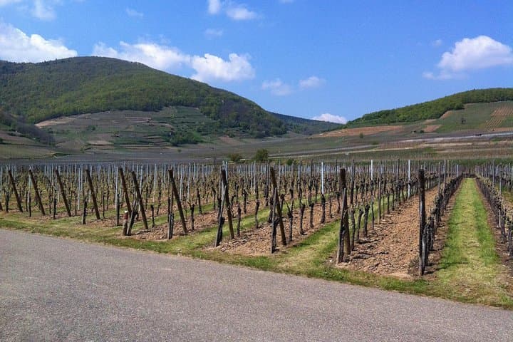 Mont‑Sainte‑Odile private walk: panoramic views, monastery history & forest trails photo 4