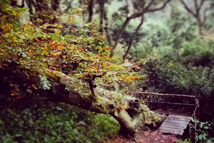 Sintra Kingdom of Love Private Day Walk — 6 km Historic Forest Hike with a Historian photo 5