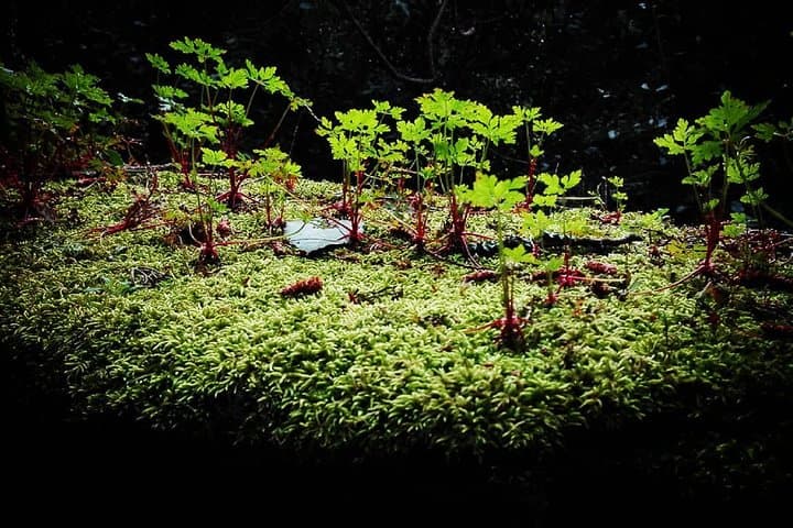 Sintra Kingdom of Love Private Day Walk — 6 km Historic Forest Hike with a Historian photo 6