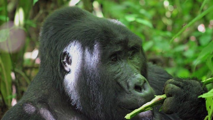 3-Day Bwindi Gorilla Safari: Close Encounters with Mountain Gorillas in Uganda photo 2