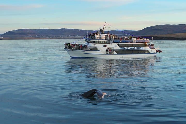Ride Icelandic Horses and Chase Whales: Day Tour from Reykjavik