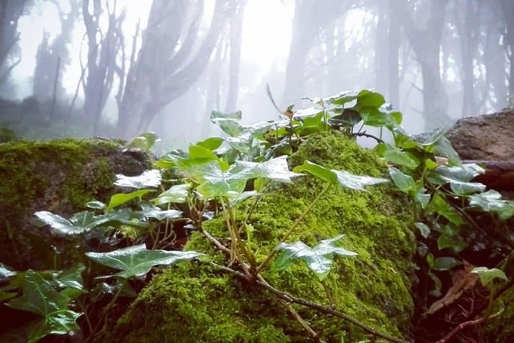 Evening Forest Walk in the Sintra Mountains — 'Inbetween Wolves' Night Hike with a Historian photo 2