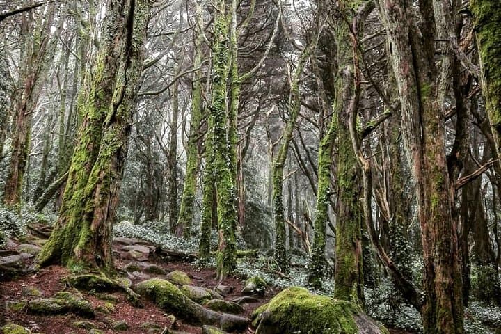 Evening Forest Walk in the Sintra Mountains — 'Inbetween Wolves' Night Hike with a Historian photo 5