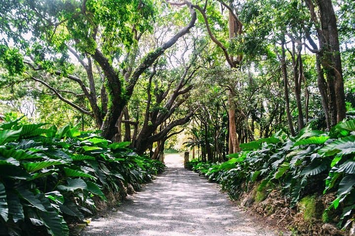 Harrison's Cave and St Nicholas Abbey Tour — Barbados Underground Caverns & Plantation History photo 3