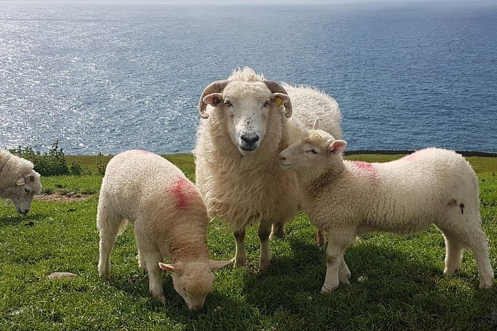 Private Dingle Peninsula Full-Day Tour: Connor Pass, Beehive Huts & Coastal Views photo 3