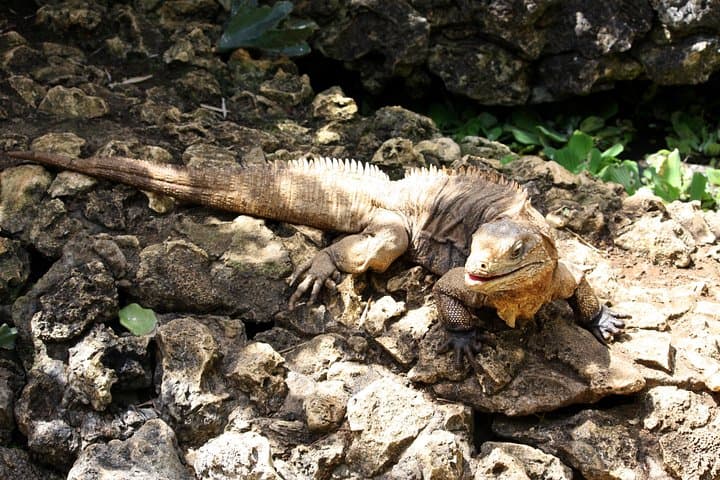 Barbados Island Tour: Lunch, Flower Forest & Wildlife Sanctuary Adventure photo 5