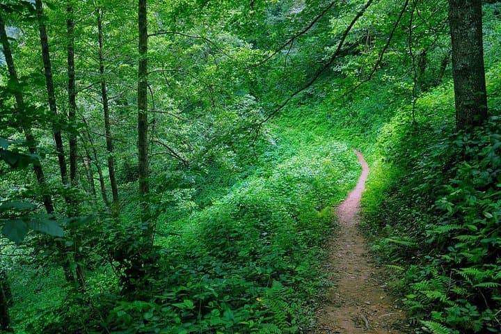 Mtirala National Park Tour: Waterfalls, Subtropical Hikes & Local Lunch from Batumi photo 1