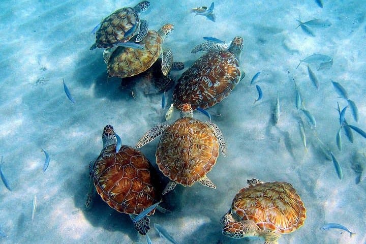 West Coast Beach Hopping & Snorkel Tour — Shete Boka to Cas Abao
