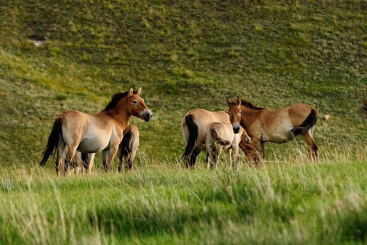 Khustai National Park Day Tour from Ulaanbaatar — See Wild Takhi Horses