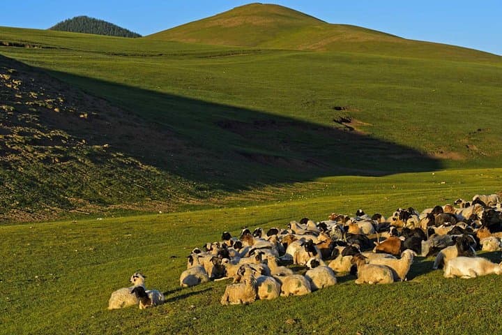 Khustai National Park Day Tour from Ulaanbaatar — See Wild Takhi Horses photo 3