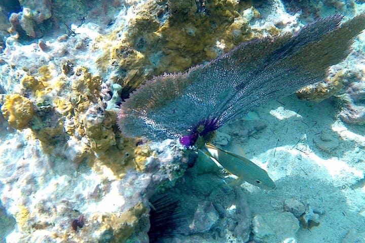 SkyReef Cozumel Snorkel and Tequila Tasting Beach Club Experience photo 4