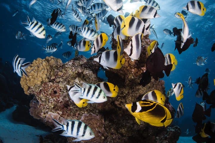 Bora Bora Romantic Beginner Scuba Dive with Video and Pearl Keepsake photo 2