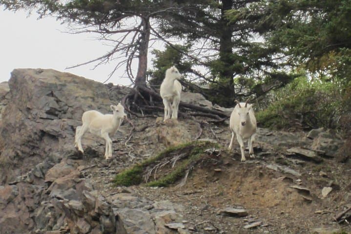 Anchorage Half-Day Wildlife and Glacier Tour: Turnagain Arm, AWCC, and Rainforest Walk photo 6