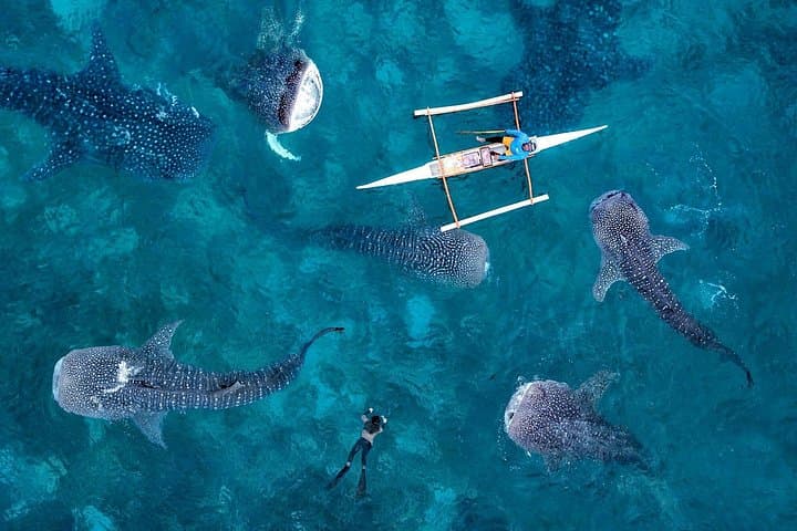 Whale Sharks to Waterfalls: Oslob, Tumalog & Kawasan Falls Day Trip from Cebu photo 2