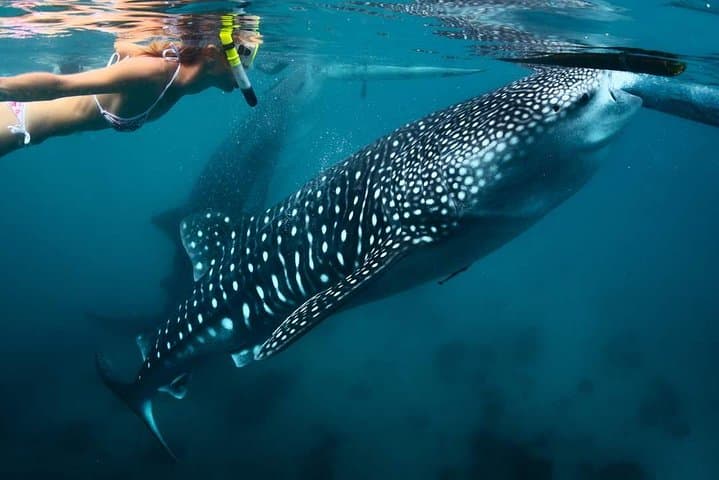 Whale Sharks to Waterfalls: Oslob, Tumalog & Kawasan Falls Day Trip from Cebu photo 3