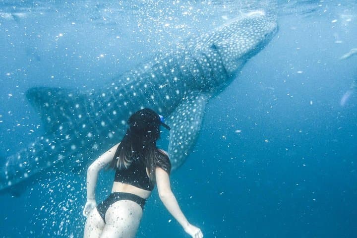 Whale Sharks to Waterfalls: Oslob, Tumalog & Kawasan Falls Day Trip from Cebu photo 4