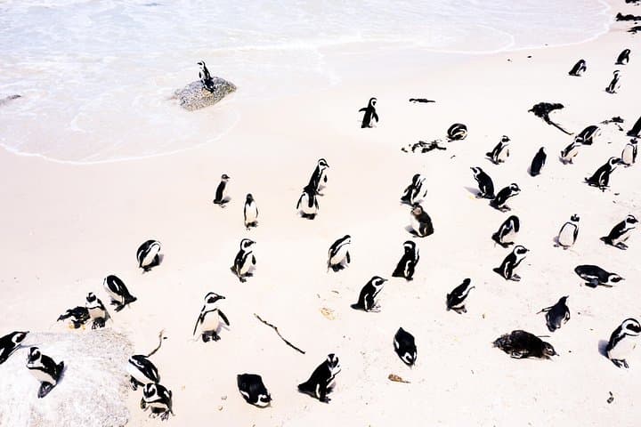 Full-Day Cape Point & Stellenbosch Tour — Cape of Good Hope, Penguins and Wine photo 6