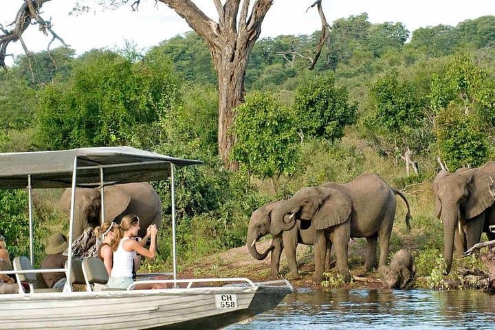 Chobe Full Day Trip: River Cruise and Game Drive from Livingstone
