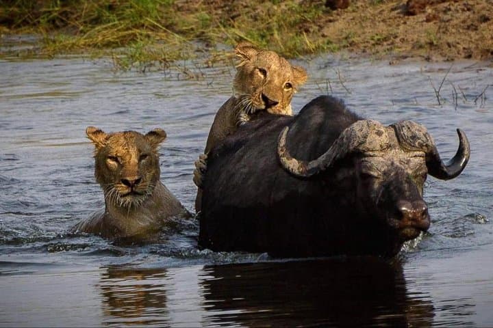 Chobe Safari Day Trip from Livingstone: Kasane Game Drive & River Cruise photo 4