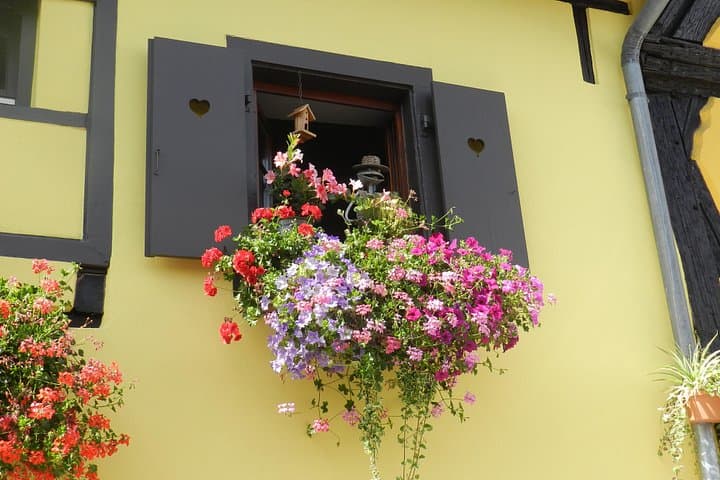 Half-Day Noble Valley Safari: Murbach Abbey & Alsace Wine Route from Colmar photo 2