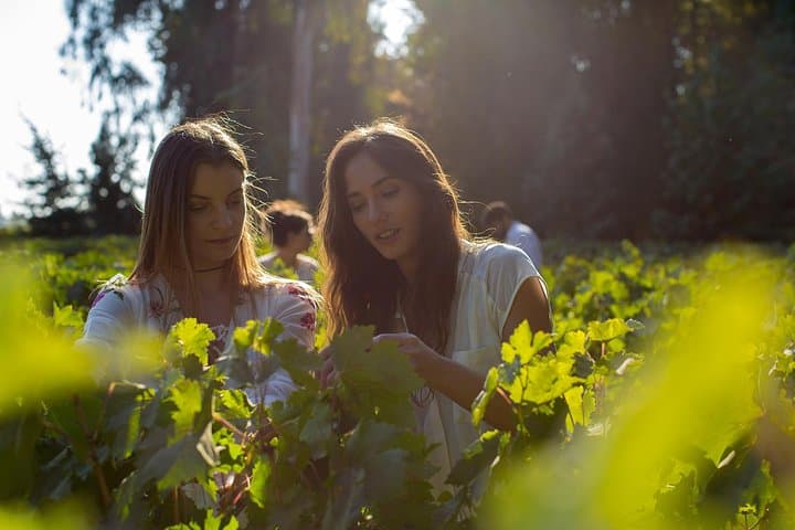 Half-Day Concha y Toro Winery Tour from Santiago — Maipo Alto Tasting & Gardens photo 3