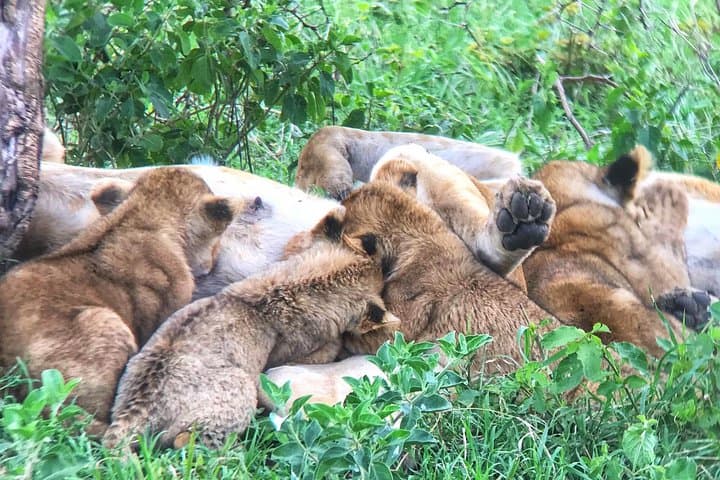6-Day Luxury Northern Tanzania Safari — Lake Manyara, Serengeti & Ngorongoro photo 4