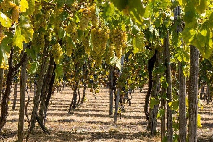 Hike Mount Vesuvius and Lacrima Christi Vineyard Tour from Sorrento photo 4