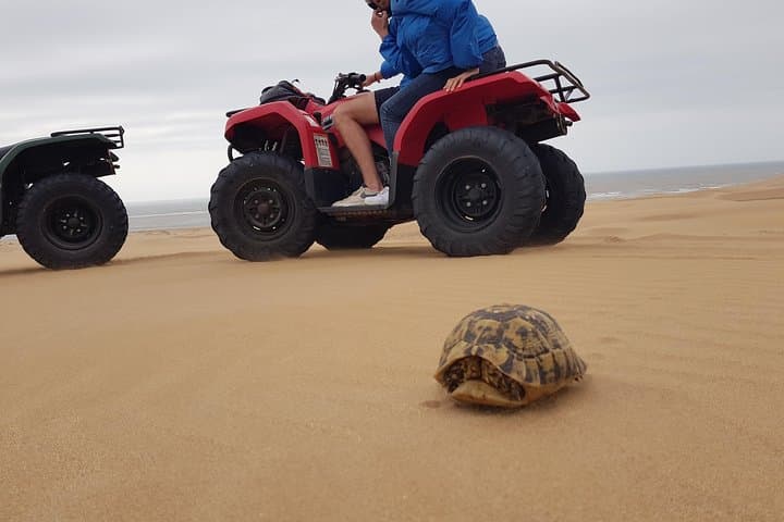 Essaouira Quad Adventure: Dunes, Beaches & Forest Ride with Transfer