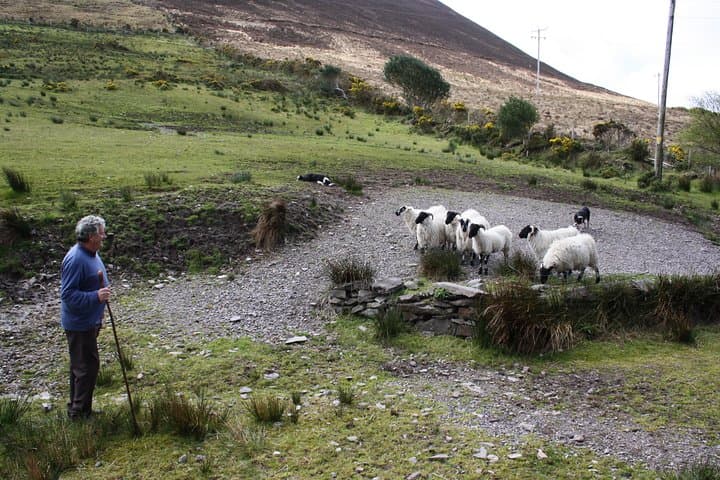 Two-Day Killarney Super Saver: Dingle, Slea Head & Ring of Kerry Scenic Tour photo 3