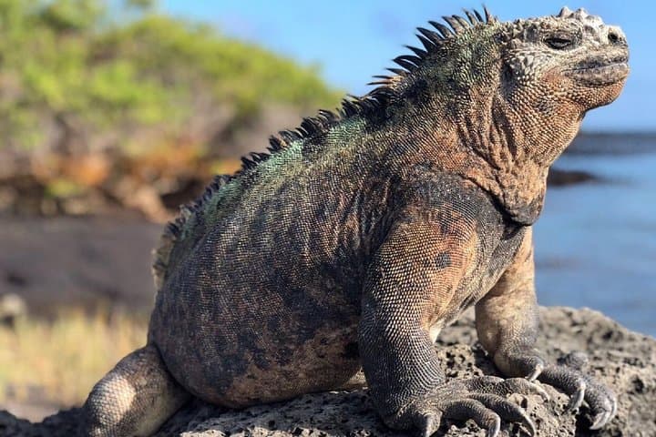 12-Day Ecuador & Peru Adventure: Quito, Galápagos & Machu Picchu Tour