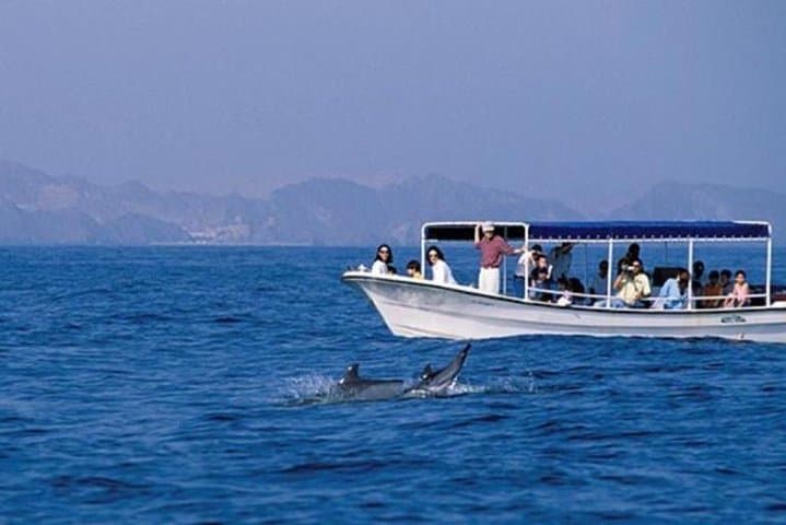 Dolphin Watching in Muscat: 2-Hour Boat Trip to See Indo-Pacific Dolphins photo 2