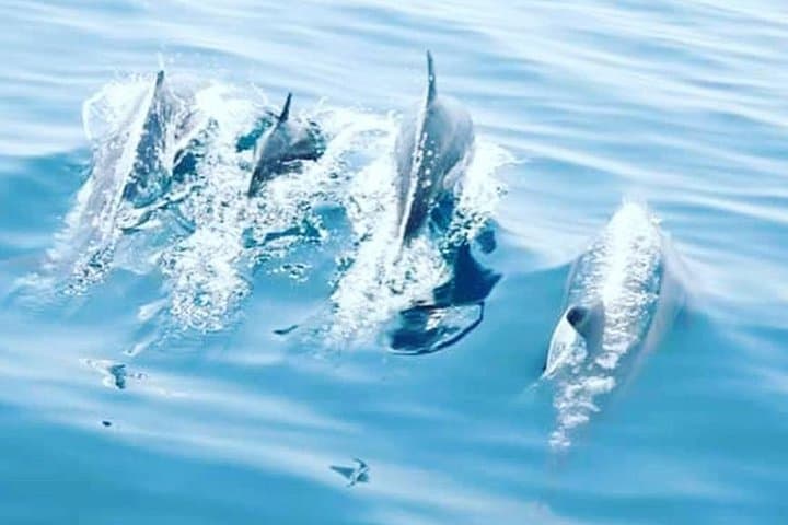 Dolphin Watching in Muscat: 2-Hour Boat Trip to See Indo-Pacific Dolphins photo 4