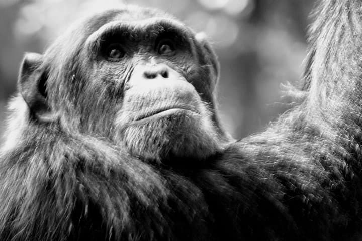 Uganda 9-Day Wildlife & Gorilla Safari — Murchison, Kibale, Queen Elizabeth & Bwindi photo 2