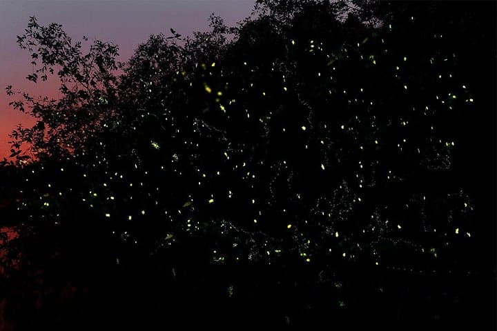 Bintan Fireflies Discovery Tour: Night Mangrove Cruise on the Sebong River photo 3