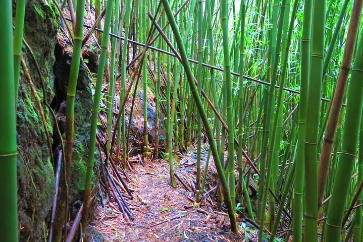 Manoa Valley Waterfall Hike — 2-Mile Guided Trail to a 150-Foot Fall photo 6