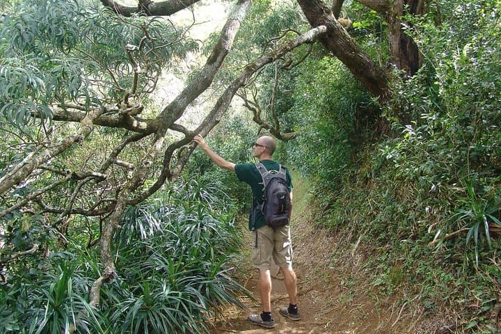 Manoa Valley Volcanic Rainforest Hike — Guided Oahu Adventure photo 6