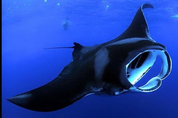 Big Island Manta Ray Night Snorkel — Kona Night Dive With Giant Mantā
