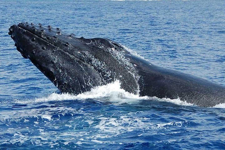 Whale Watching On The Big Island: A Thrilling Ocean Safari from Kailua-Kona photo 4