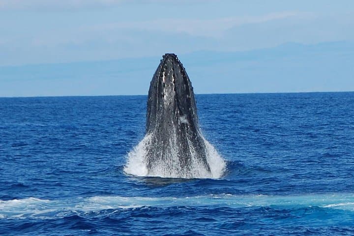 Whale Watching On The Big Island: A Thrilling Ocean Safari from Kailua-Kona photo 3