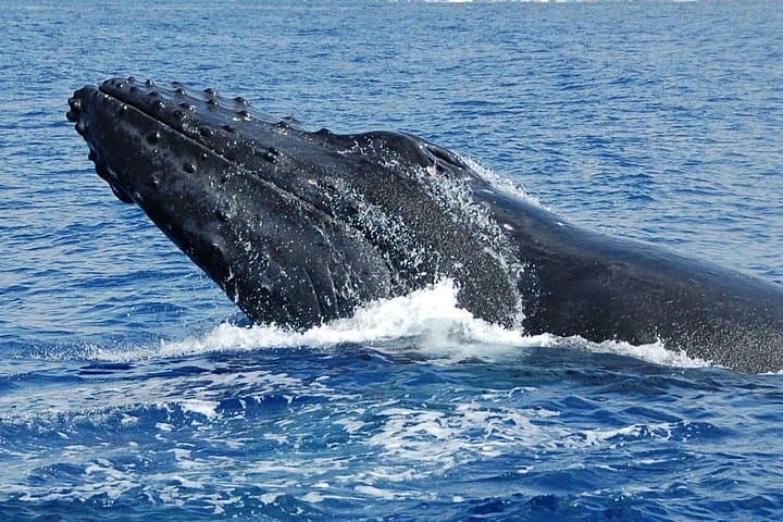 Explore Kona’s Coast: Private Customizable Big Island Boat Adventure photo 6