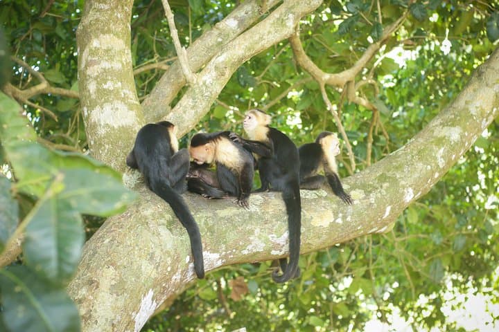 Manuel Antonio Park Tour: Coastal Rainforest Walk with Wildlife Viewing photo 4