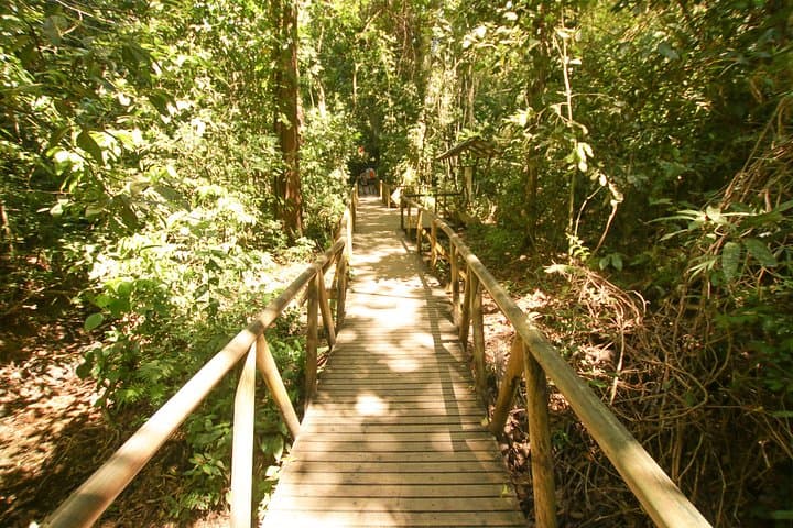 Manuel Antonio Park Tour: Coastal Rainforest Walk with Wildlife Viewing photo 5