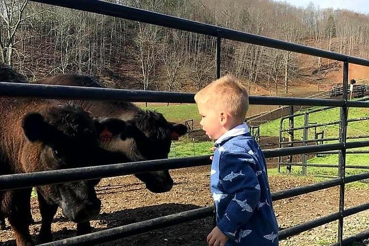 Walnut Hollow Ranch Private Walking Tour: Inside a Working Cattle Ranch Near Hayesville, NC photo 4