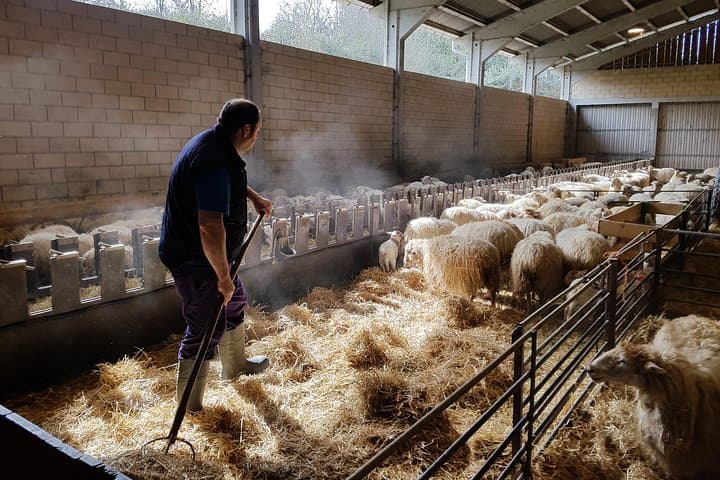 Taste Idiazabal: Cheese Farm & Traditional Basque Cider House Lunch from San Sebastián photo 3