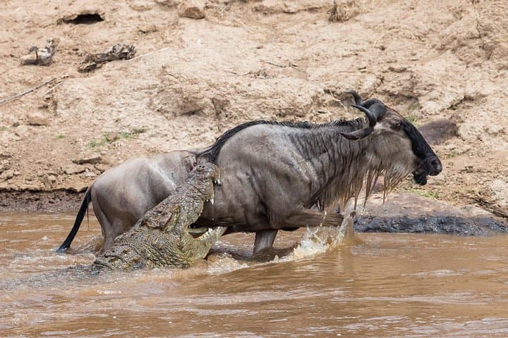 6-Day Wildebeest Migration Safari: Serengeti & Ngorongoro Crater